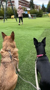 Hospedaje de perros
