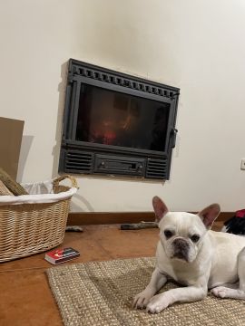 Hotel para Cães