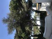 Tree Trimmer