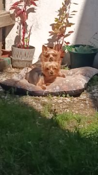 Hotel para Cães
