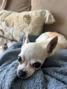 Hundepension