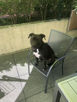 Hotel para Cães