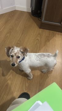 Hotel para Cães