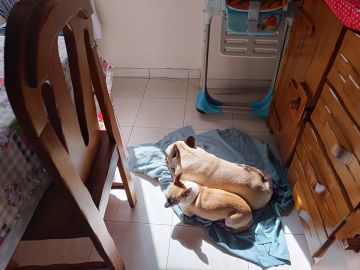 Pet Boarding and Daycare - Pets