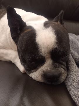 Hotel para Cães