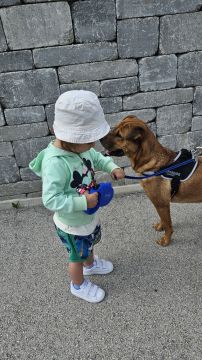Dog Hotel