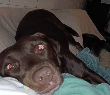 Hotel para Cães