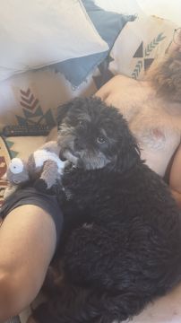 Hotel para Cães