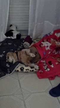 Hotel para Cães