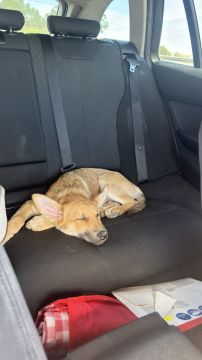 Hotel para Cães