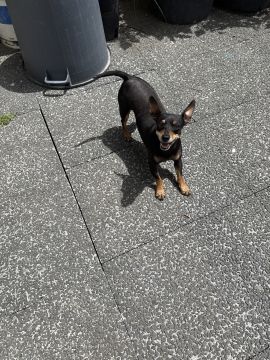 Hotel para Cães