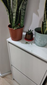 Schädlingsbekämpfung