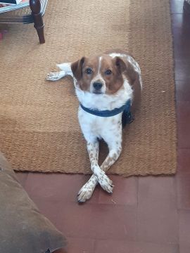 Hotel para Cães