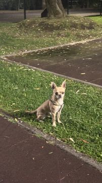 Hotel para Cães