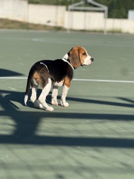 Dog Hotel