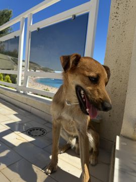 Hotel e Creche para Animais