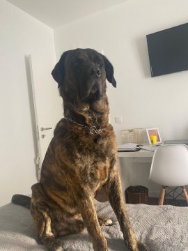 Hotel para Cães