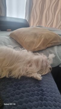 Dog Hotel