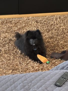 Dog Hotel