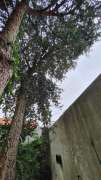 Tree Trimmer