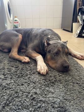 Hotel para Cães
