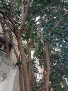 Tree Trimmer