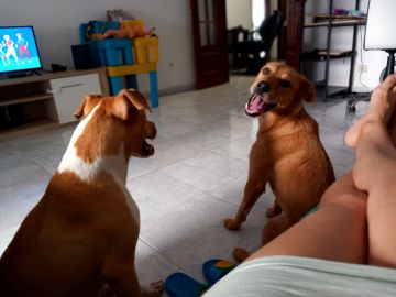 Dog Hotel