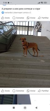 Pension pour chiens