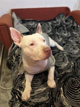 Pension pour chiens
