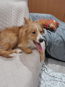 Hotel para Cães