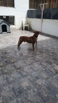 Hotel de Animais de Estimação