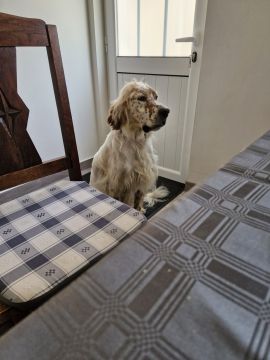 Hotel para Cães