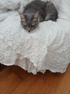 Hotel para Gatos