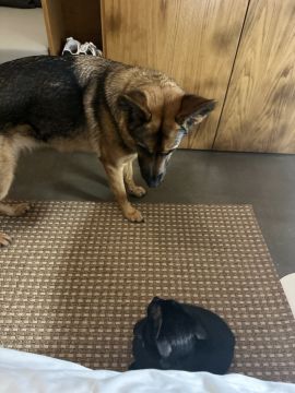 Hotel para Cães
