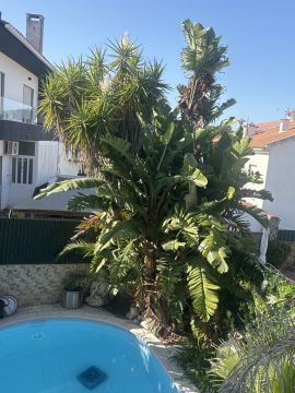 Serviço de Jardinagem