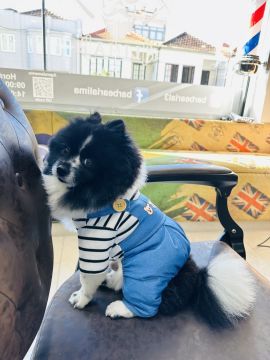 Dog Hotel