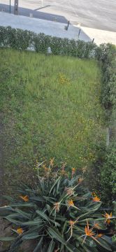 Serviço de Jardinagem