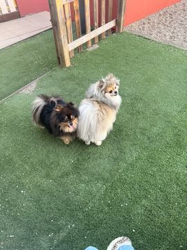 Hotel para Cães