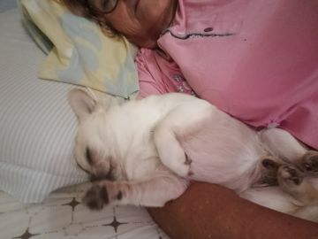 Hotel e Creche para Animais