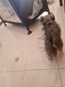 Dog Hotel