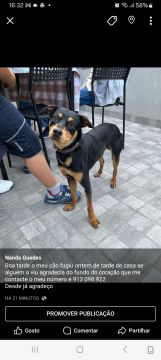 Hotel e Creche para Animais