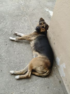 Hotel para Cães