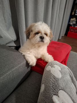 Dog Hotel