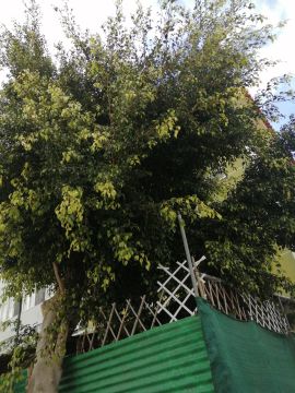 Lawncare