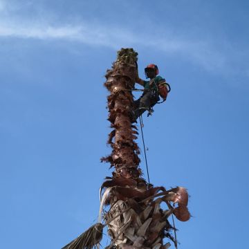 Cláudio Rato - Nazaré - Enlèvement de souches d’arbres