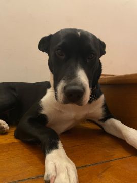 Hotel para Cães
