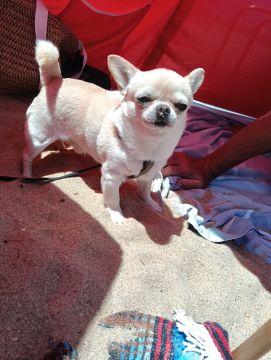 Hotel para Cães