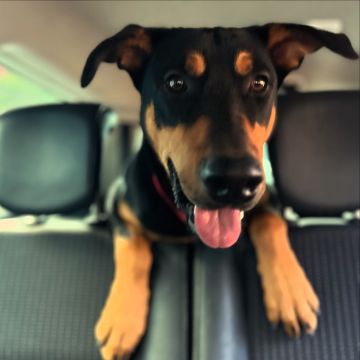 Dog Hotel