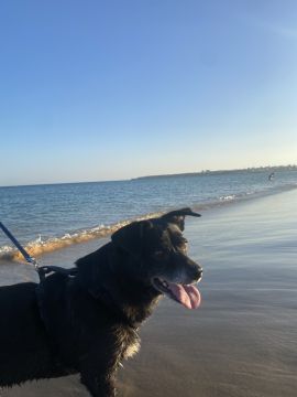 Hotel para Cães