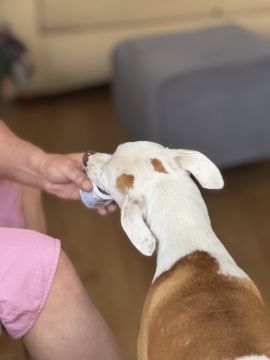 Creche para Cães